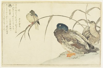 Canards colverts et un martin-pêcheur - Kitagawa Utamaro